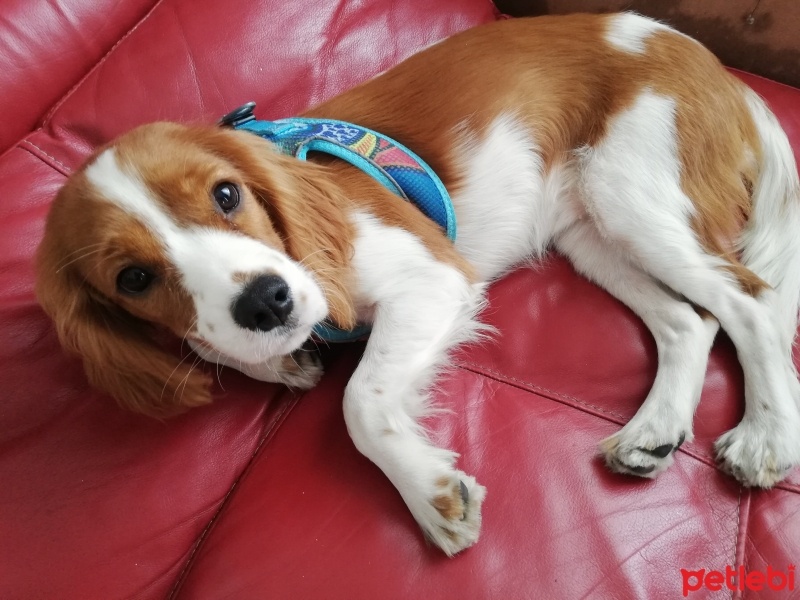 Cavalier King Charles Spanieli, Köpek  Linda fotoğrafı
