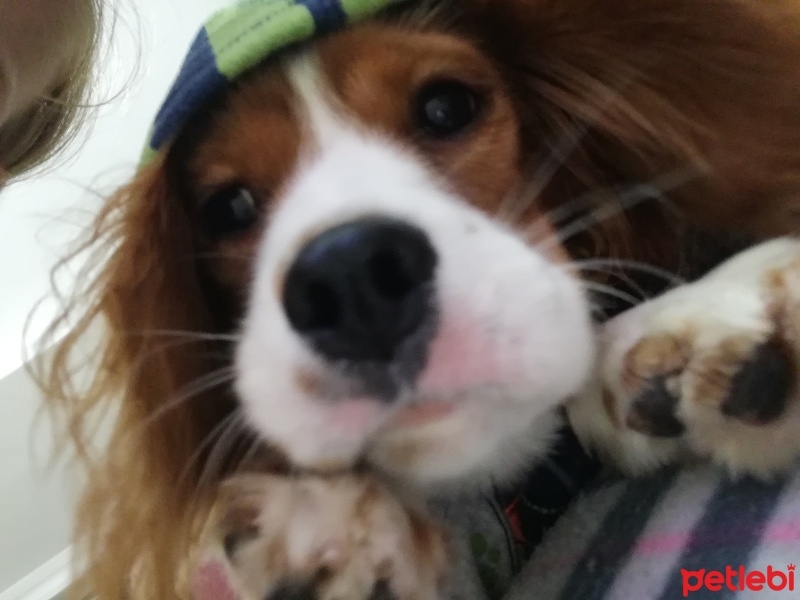 Cavalier King Charles Spanieli, Köpek  Linda fotoğrafı