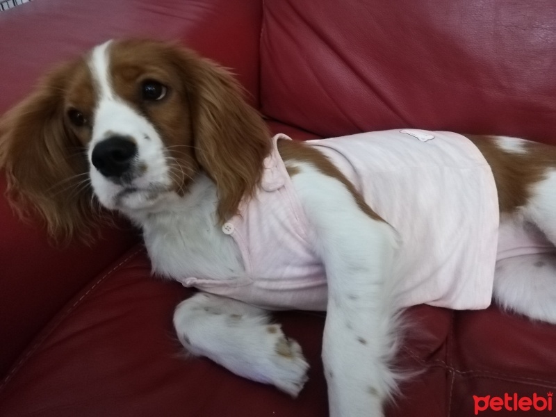 Cavalier King Charles Spanieli, Köpek  Linda fotoğrafı