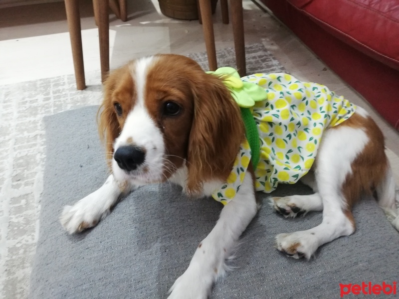 Cavalier King Charles Spanieli, Köpek  Linda fotoğrafı