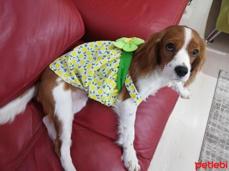 Cavalier King Charles Spanieli, Köpek  Linda fotoğrafı