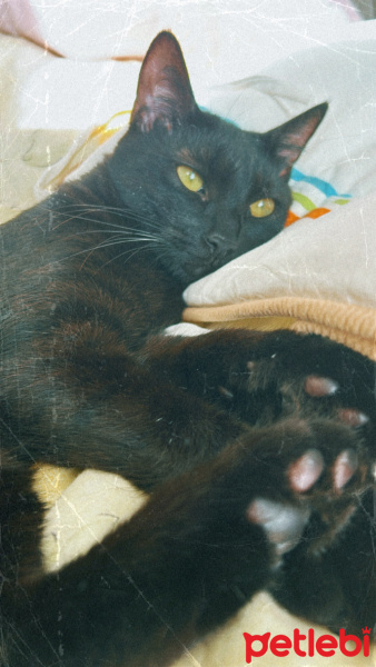 Bombay, Kedi  Zeytin fotoğrafı