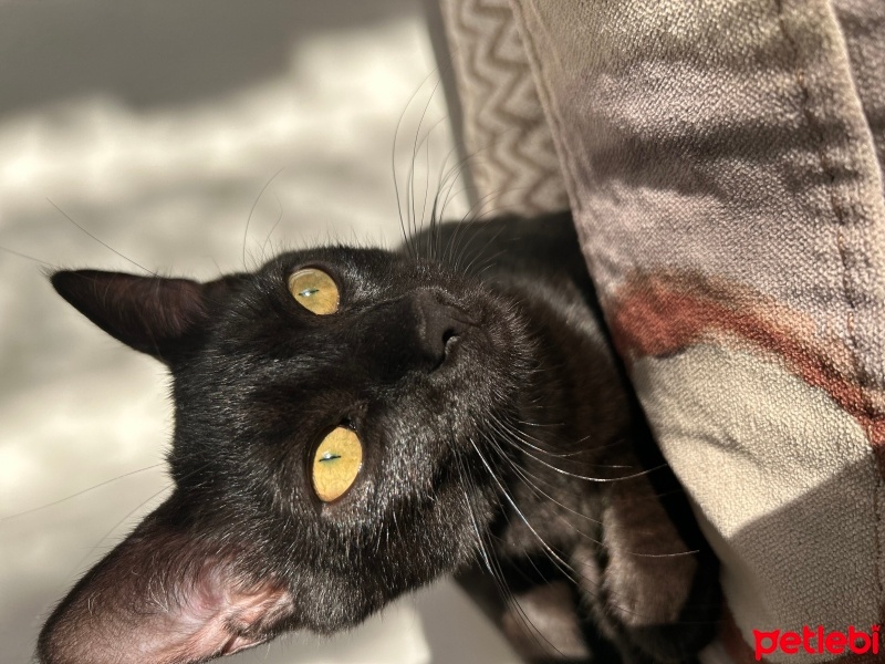 Bombay, Kedi  Zeytin fotoğrafı