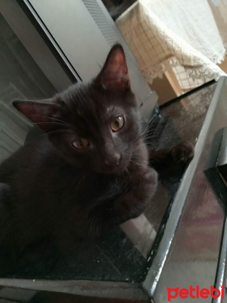 Bombay, Kedi  Marsuk fotoğrafı