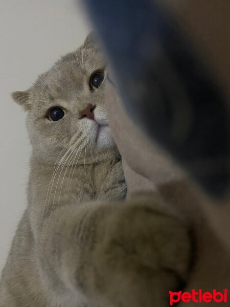 Scottish Fold, Kedi  Yulaf fotoğrafı