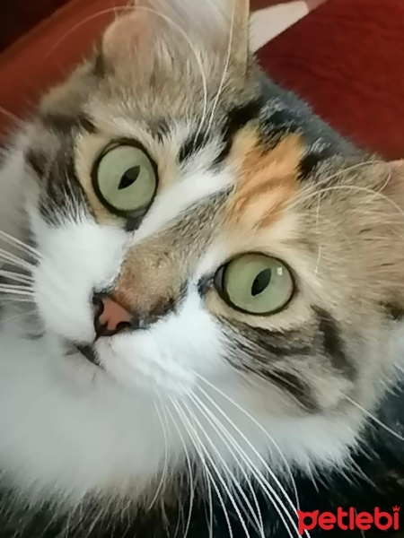 Tekir Kedi, Kedi  Yaren fotoğrafı