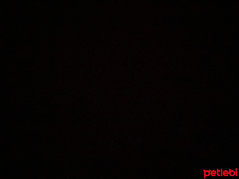 Tekir Kedi, Kedi  Çakıl fotoğrafı