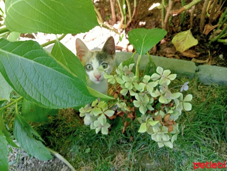 Tekir Kedi, Kedi  Nazik fotoğrafı