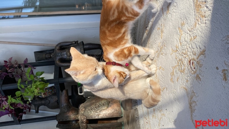 Sarman, Kedi  Miskin fotoğrafı