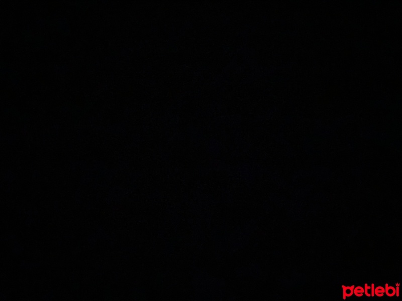Sarman, Kedi  Tarçın fotoğrafı