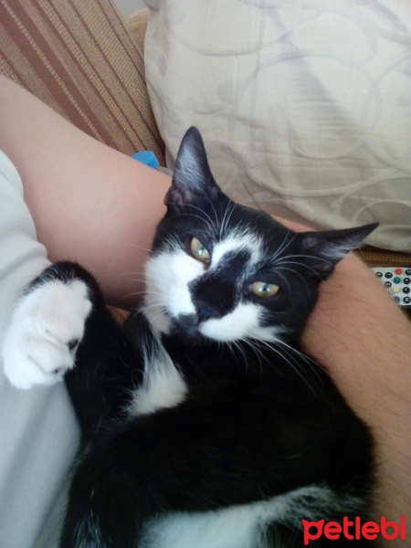 Tekir Kedi, Kedi  Slyvester fotoğrafı