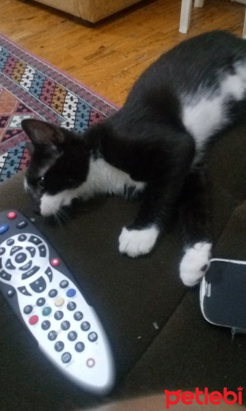 Tekir Kedi, Kedi  Slyvester fotoğrafı