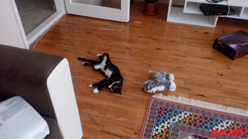 Tekir Kedi, Kedi  Slyvester fotoğrafı