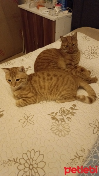 Sarman, Kedi  Karamel,Tarçın fotoğrafı