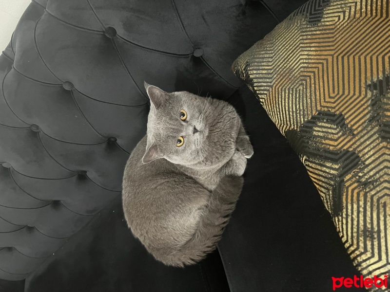British Shorthair, Kedi  Duman fotoğrafı