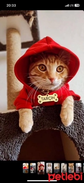 Sarman, Kedi  Tarçın fotoğrafı