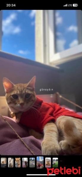 Sarman, Kedi  Tarçın fotoğrafı