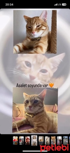 Sarman, Kedi  Tarçın fotoğrafı