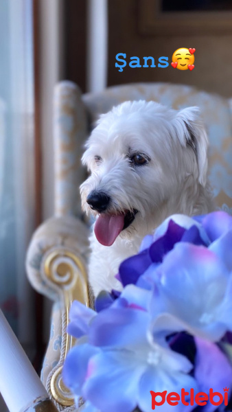 Sokö (Sokak Köpeği), Köpek  ŞANS fotoğrafı