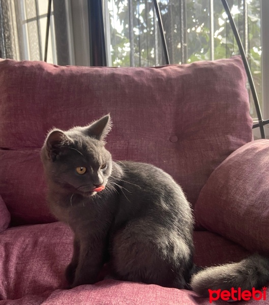 Mavi Rus, Kedi  Mia fotoğrafı