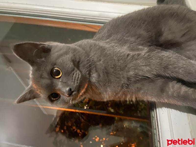 Mavi Rus, Kedi  Mia fotoğrafı