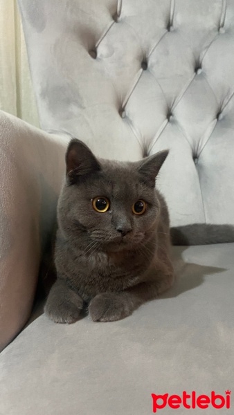 Mavi Rus, Kedi  Mia fotoğrafı