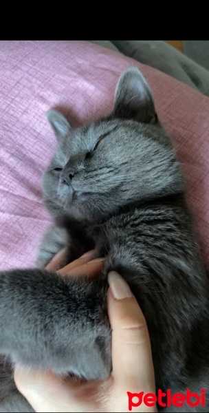 Mavi Rus, Kedi  Mia fotoğrafı