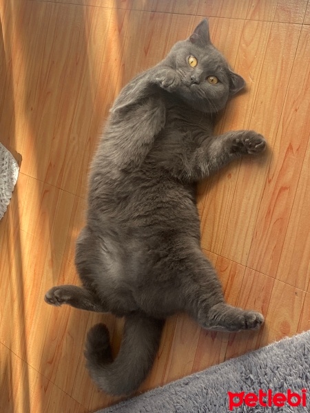 Mavi Rus, Kedi  Mia fotoğrafı