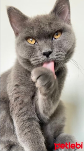 Mavi Rus, Kedi  Mia fotoğrafı