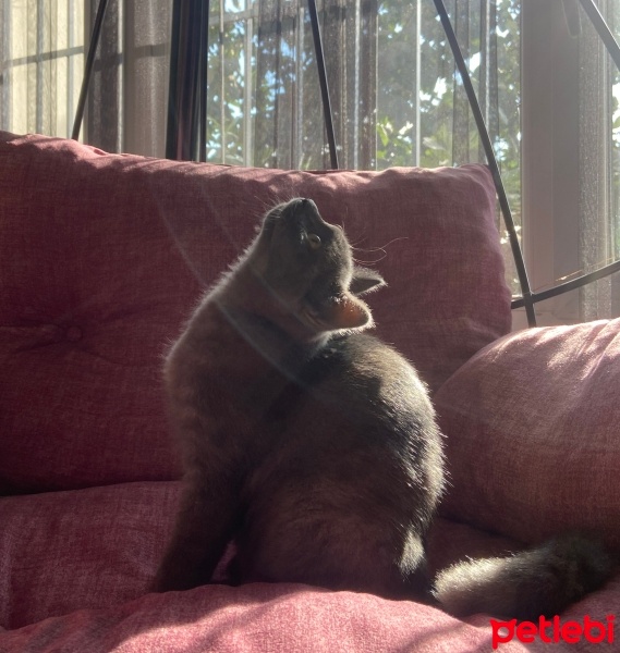 Mavi Rus, Kedi  Mia fotoğrafı