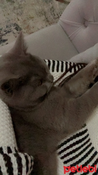 Mavi Rus, Kedi  Mia fotoğrafı