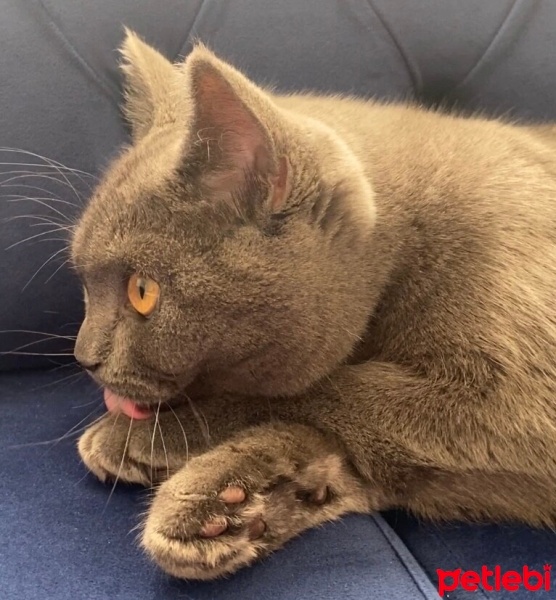 Mavi Rus, Kedi  Mia fotoğrafı