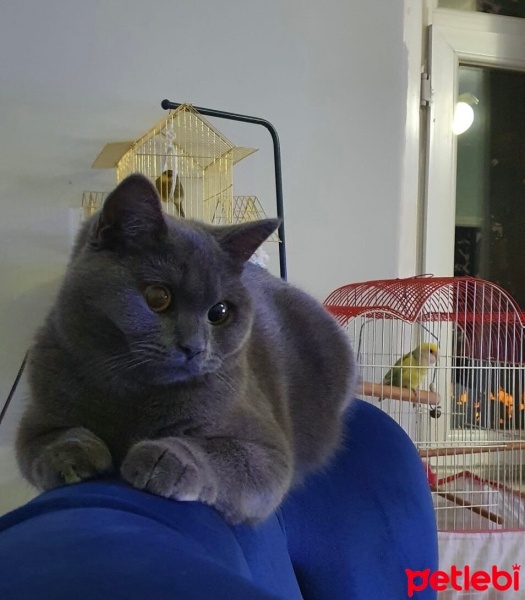Mavi Rus, Kedi  Mia fotoğrafı