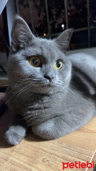 Mavi Rus, Kedi  Mia fotoğrafı