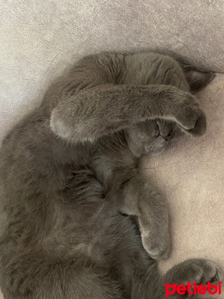 Mavi Rus, Kedi  Mia fotoğrafı