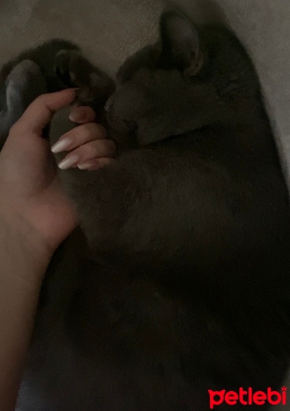 Mavi Rus, Kedi  Mia fotoğrafı