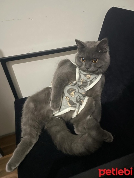 Mavi Rus, Kedi  Mia fotoğrafı