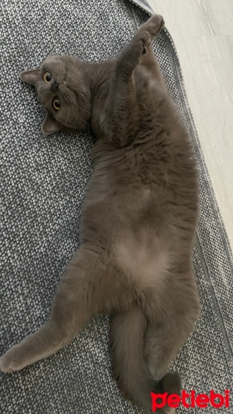 Mavi Rus, Kedi  Mia fotoğrafı