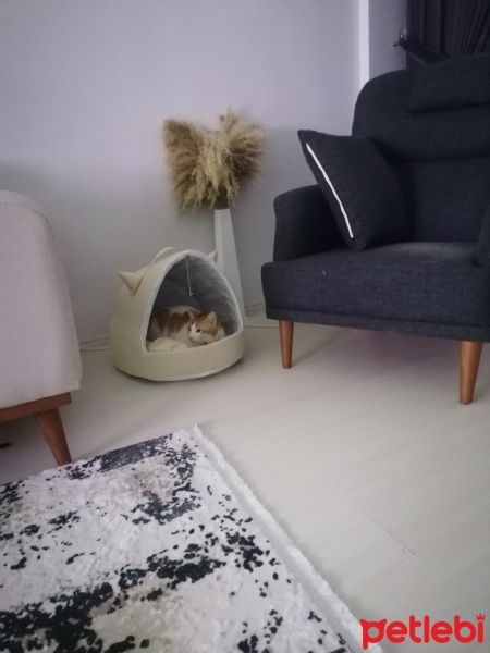 Tekir Kedi, Kedi  Pamuk fotoğrafı
