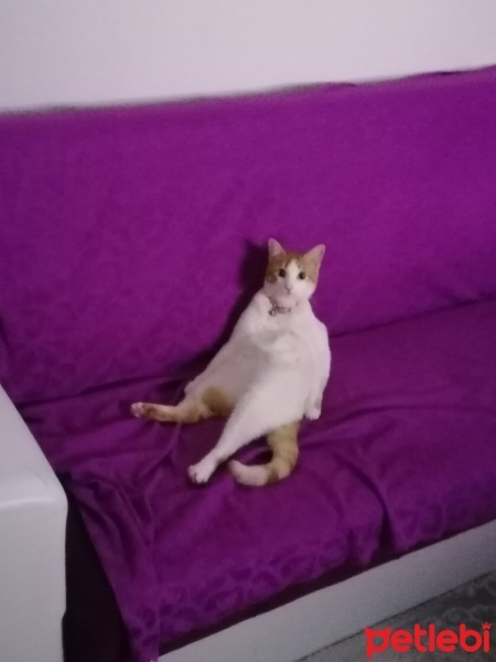 Tekir Kedi, Kedi  Pamuk fotoğrafı