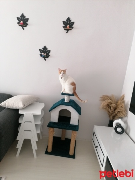 Tekir Kedi, Kedi  Pamuk fotoğrafı
