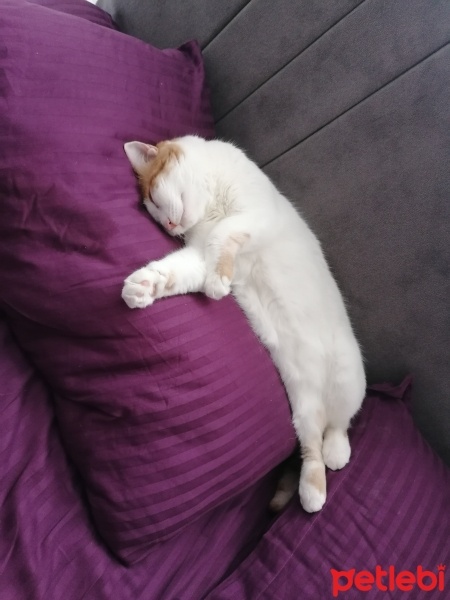Tekir Kedi, Kedi  Pamuk fotoğrafı