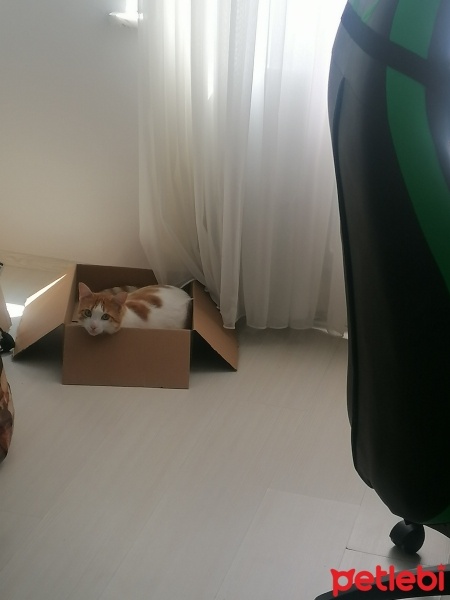Tekir Kedi, Kedi  Pamuk fotoğrafı
