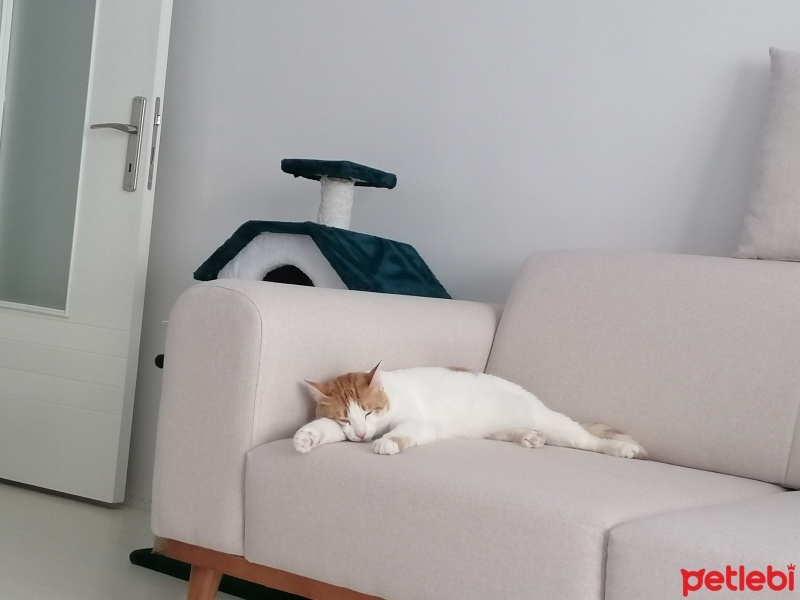 Tekir Kedi, Kedi  Pamuk fotoğrafı