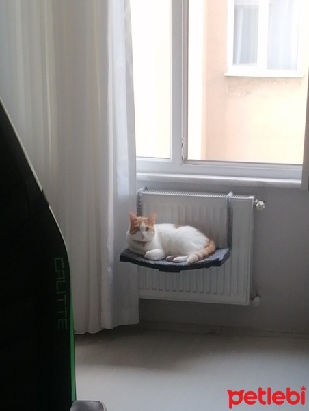 Tekir Kedi, Kedi  Pamuk fotoğrafı