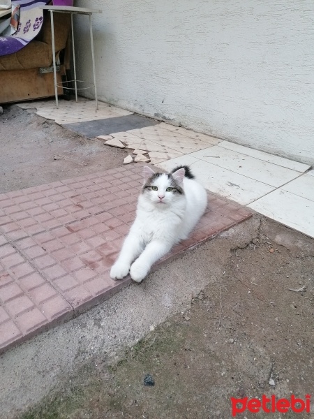 Tekir Kedi, Kedi  Pamuk fotoğrafı