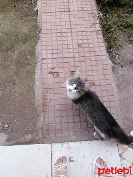 Tekir Kedi, Kedi  Pamuk fotoğrafı