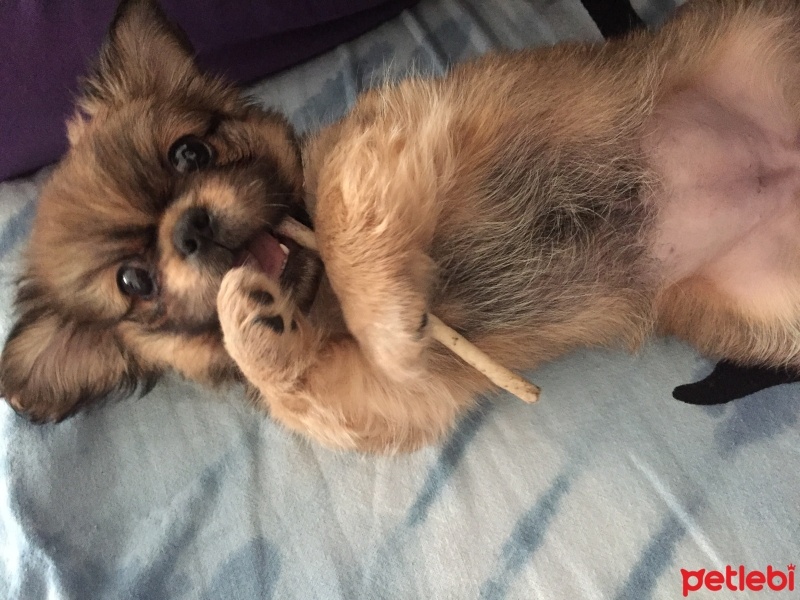 Pekingese, Köpek  Zeyna fotoğrafı