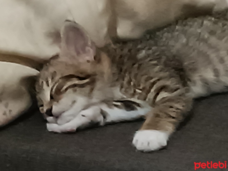 Tekir Kedi, Kedi  Şanslım fotoğrafı
