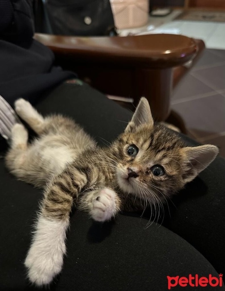 Tekir Kedi, Kedi  Şanslım fotoğrafı